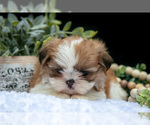 Small Photo #23 Shih Tzu Puppy For Sale in CLARE, MI, USA