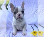 Small Photo #1 French Bulldog Puppy For Sale in ROCK STREAM, NY, USA