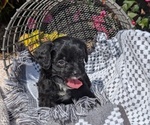 Small #5 Cavapoo