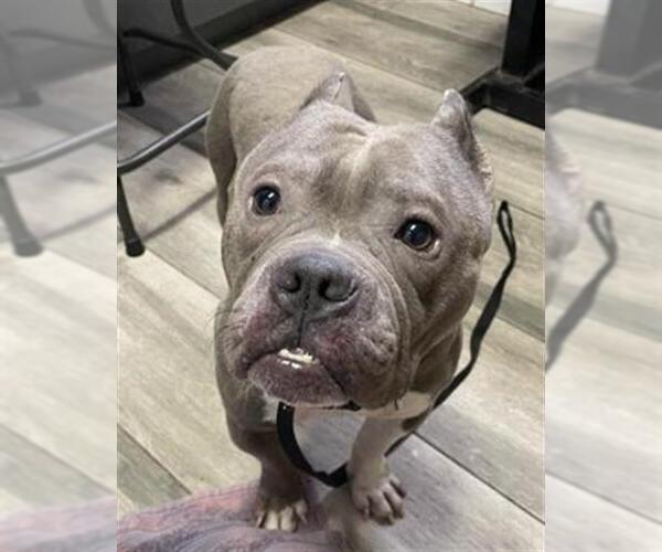 Medium Photo #1 American Pit Bull Terrier-Unknown Mix Puppy For Sale in Redlands, CA, USA