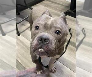 American Pit Bull Terrier-Unknown Mix Dogs for adoption in Redlands, CA, USA