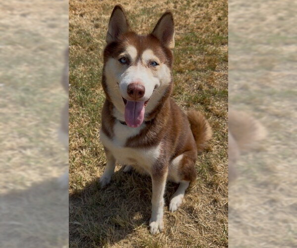Medium Photo #1 Siberian Husky Puppy For Sale in Conroe, TX, USA