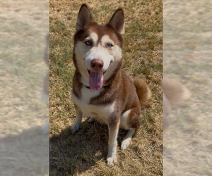 Siberian Husky Dogs for adoption in Conroe, TX, USA
