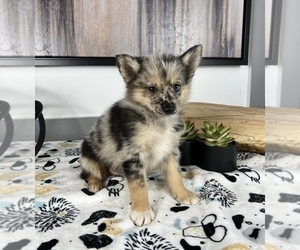 Pomsky Puppy for sale in FRANKLIN, IN, USA