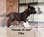Small #1 Akita