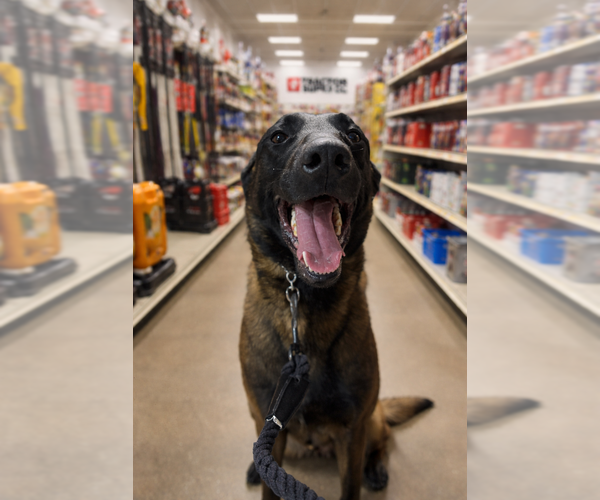 Medium Photo #9 Mutt Puppy For Sale in Imlay City, MI, USA