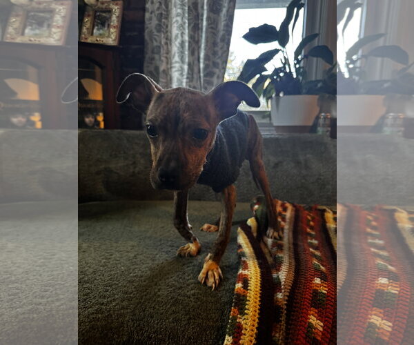 Medium Photo #4 Mutt Puppy For Sale in Rockville, MD, USA