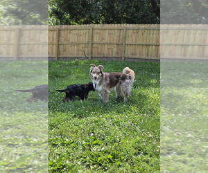 Australian Shepherd Dogs for adoption in Aurora, IN, USA