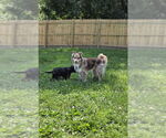Small Australian Shepherd