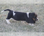Small #9 Basset Hound