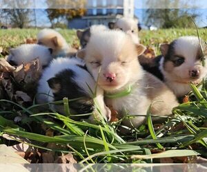 American Corgi Litter for sale in WINCHESTER, OH, USA
