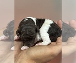 Small #1 Poodle (Standard)