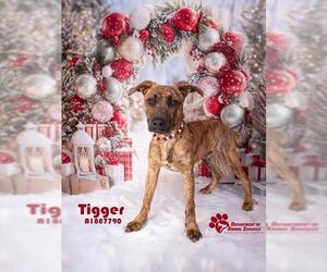 Mutt Dogs for adoption in Riverside, CA, USA