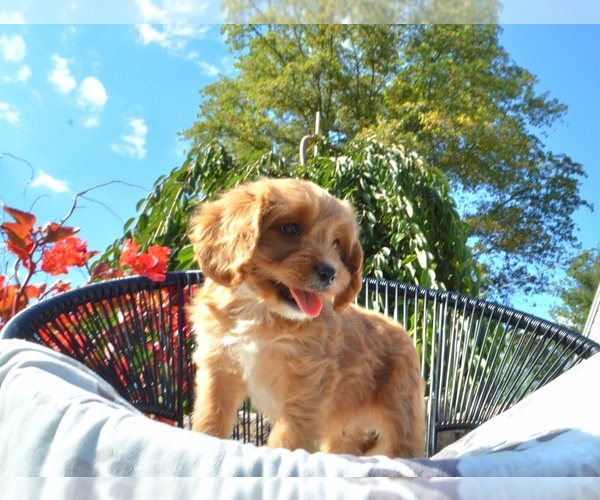 Medium Photo #17 Cavapoo Puppy For Sale in ELIZABETHTOWN, PA, USA