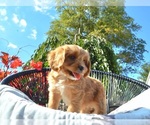 Small #2 Cavapoo