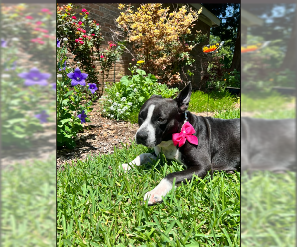 Medium Photo #2 Staffordshire Bull Terrier-Unknown Mix Puppy For Sale in Dallas, TX, USA