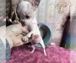 Casper - Male Chihuahua Puppy for Sale - Photo #2