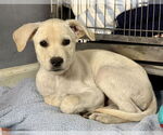 Small Photo #3 Labrador Retriever-Unknown Mix Puppy For Sale in Jefferson, NJ, USA