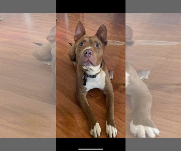 Medium Photo #2 American Pit Bull Terrier Puppy For Sale in Woodland, CA, USA