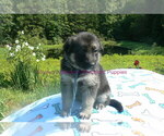 Small #4 German Shepherd Dog