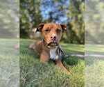 Small #2 Mutt