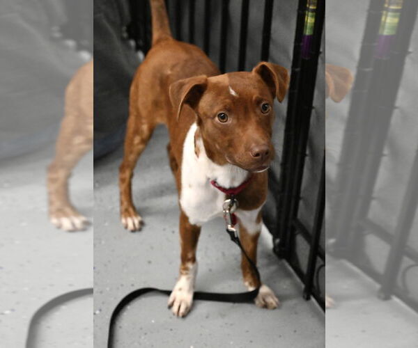 Medium Photo #2 Dachshund-Vizsla Mix Puppy For Sale in Wakefield, RI, USA