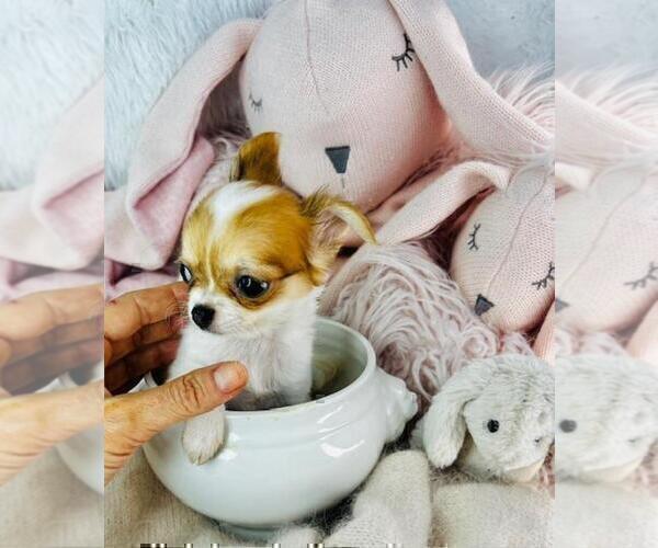 Medium Photo #31 Chihuahua Puppy For Sale in AVENEL, NJ, USA