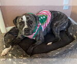 Small #2 American Pit Bull Terrier-American Staffordshire Terrier Mix