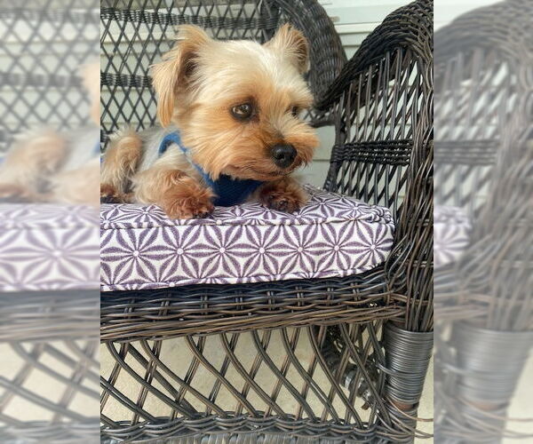 Medium Photo #6 Mutt Puppy For Sale in Allentown,, PA, USA