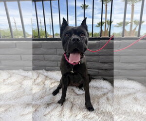 Mutt Dogs for adoption in Goodyear, AZ, USA