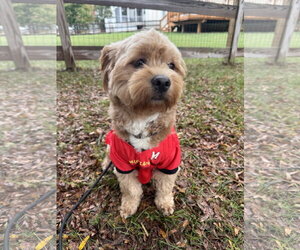 Winston - Male Poodle (Miniature)-Unknown Mix Dog for Adoption - Photo #2