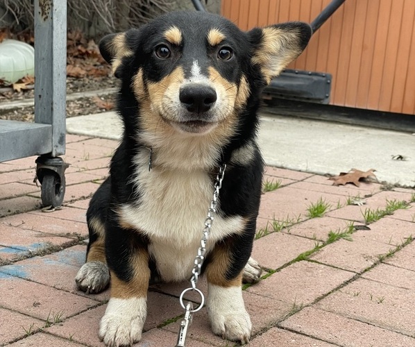 Medium Photo #4 Pembroke Welsh Corgi Puppy For Sale in OAKDALE, CA, USA