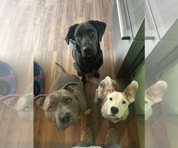 Medium Photo #4 American Pit Bull Terrier-Unknown Mix Puppy For Sale in Germantown, OH, USA
