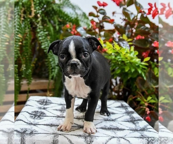 Medium Photo #1 Boston Terrier Puppy For Sale in LAKELAND, FL, USA