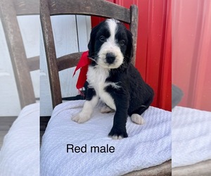 Bernedoodle Puppy for sale in SPENCER, IN, USA