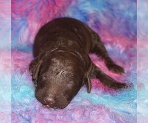 Labradoodle Puppy for sale in LA HABRA, CA, USA