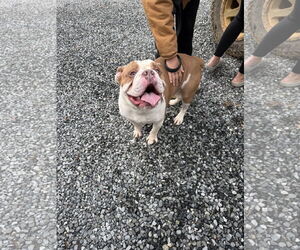 Bulldog Dogs for adoption in Staley, NC, USA
