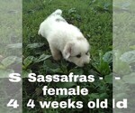 Small Photo #9 Great Pyrenees Puppy For Sale in HILLSVILLE, VA, USA