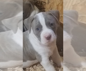 American Staffordshire Terrier Puppy for sale in SUMMERFIELD, FL, USA