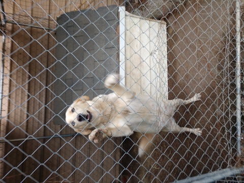 Medium Photo #1 Goberian Puppy For Sale in FARMVILLE, NC, USA