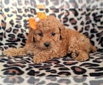 Small Photo #5 Goldendoodle-Poodle (Miniature) Mix Puppy For Sale in LANCASTER, PA, USA