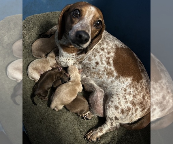 Medium Photo #1 Dachshund Puppy For Sale in STEINHATCHEE, FL, USA