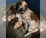Small Photo #1 Dachshund Puppy For Sale in STEINHATCHEE, FL, USA