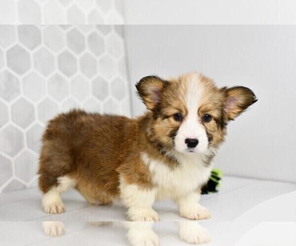 Medium Photo #16 Pembroke Welsh Corgi Puppy For Sale in MIDDLEBURY, IN, USA