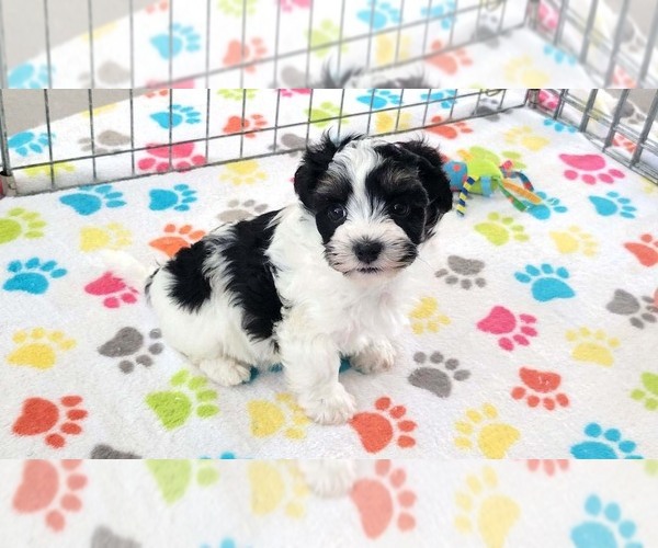 Medium Photo #4 Havashire Puppy For Sale in ORO VALLEY, AZ, USA
