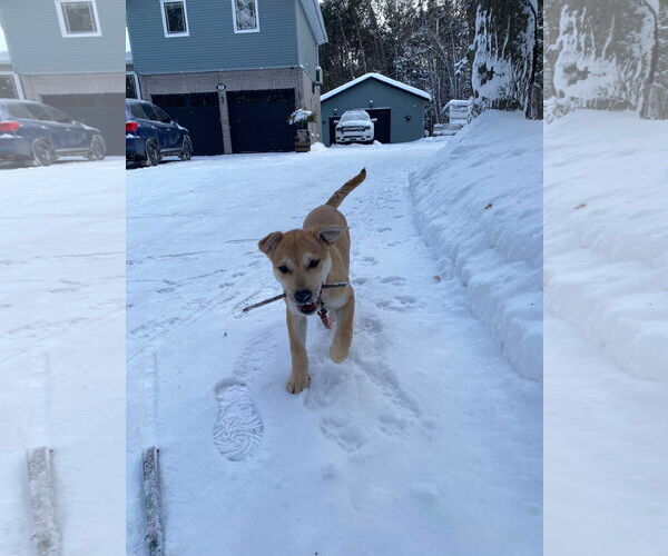 Medium Photo #2 English Mastweiler Puppy For Sale in Oro Medonte, Ontario, Canada