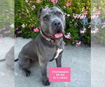 Small #5 American Pit Bull Terrier