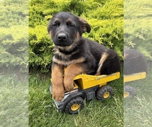 German Shepherd Dog Puppy for sale in MIDDLEBURY, IN, USA