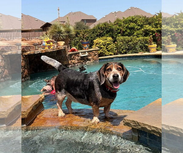 Medium Photo #7 Bagle Hound Puppy For Sale in Euless, TX, USA