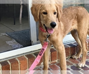 Mother of the German Shepherd Dog-Labradoodle Mix puppies born on 06/02/2025